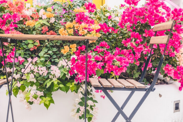 bougainvillea